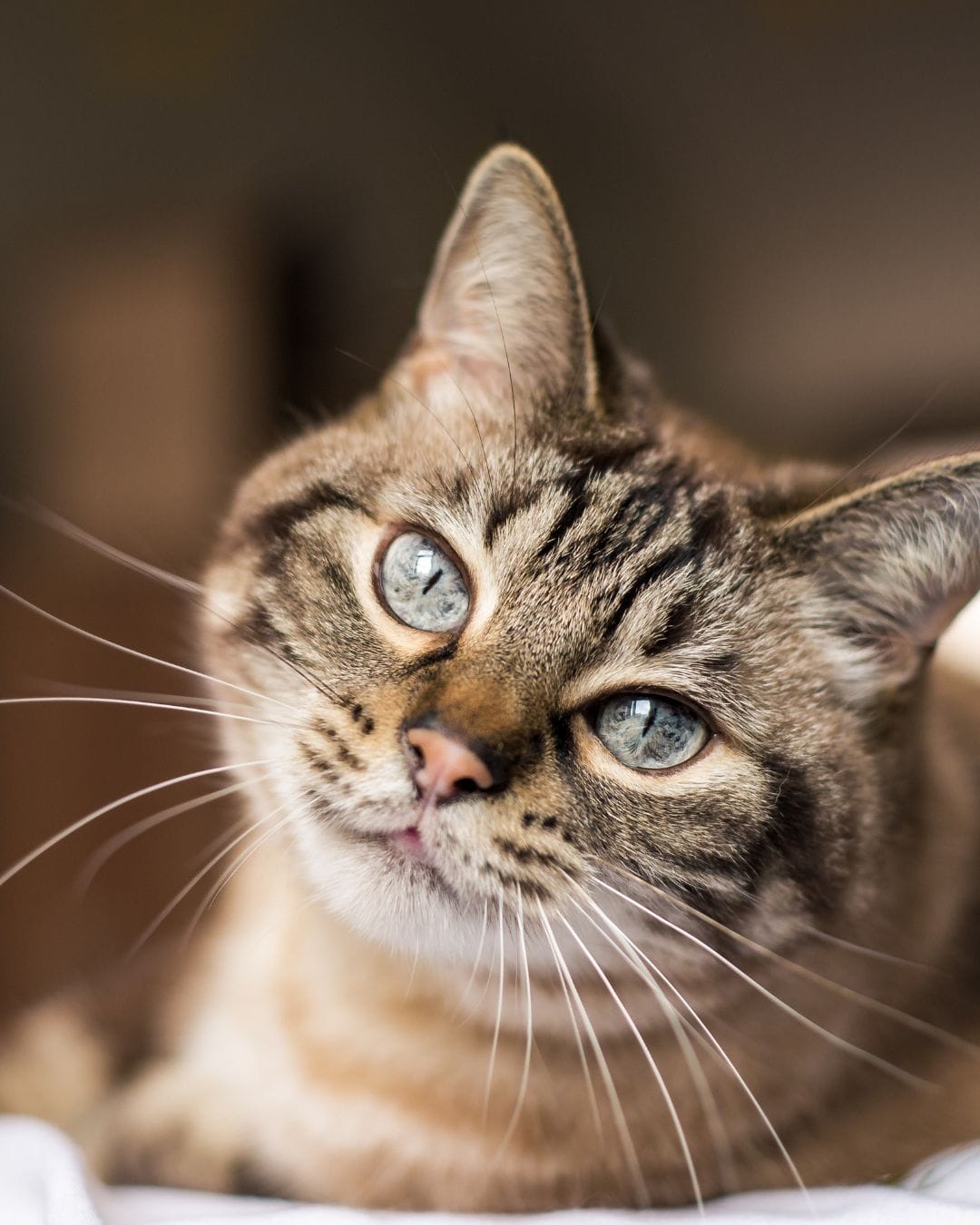 Tabby cat