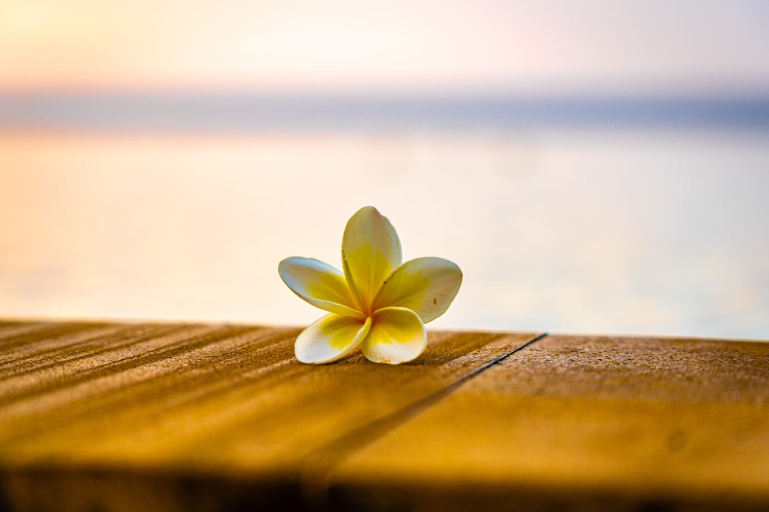 Frangipani Blüte