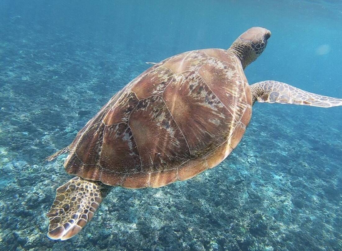 Baie tropicale entourée de palmiers