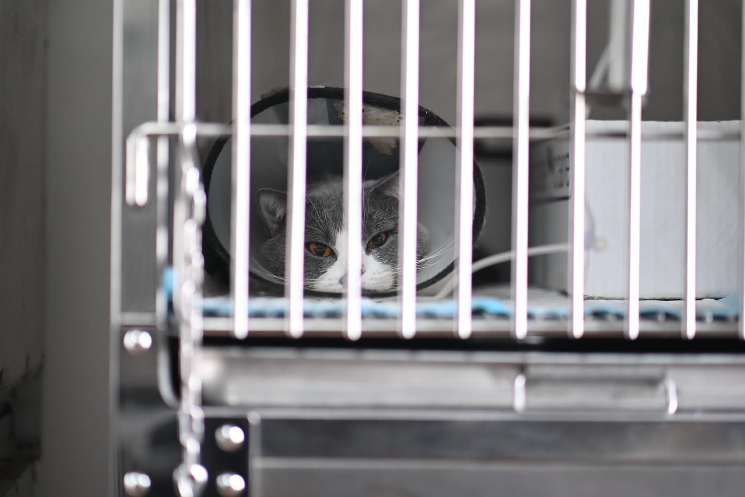 Confinement at Estacion Animales Clinica Veterinaria