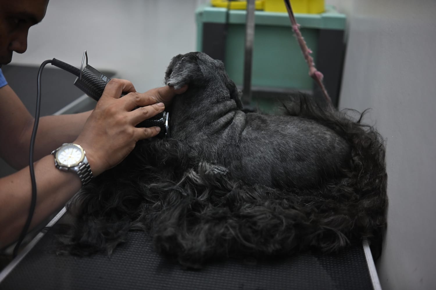Grooming at Estacion Animales Clinica Veterinaria