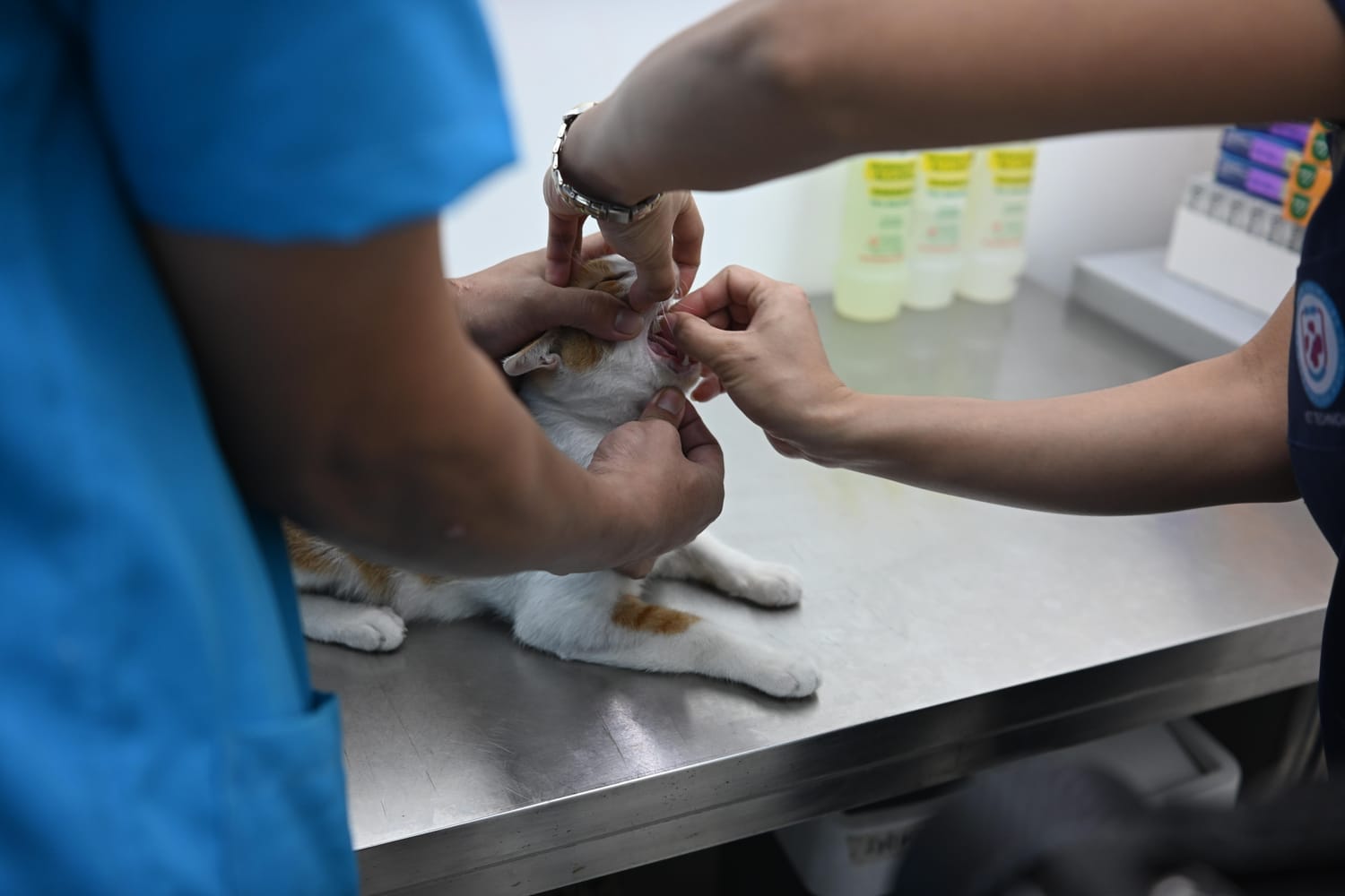 Deworming at Estacion Animales Clinica Veterinaria