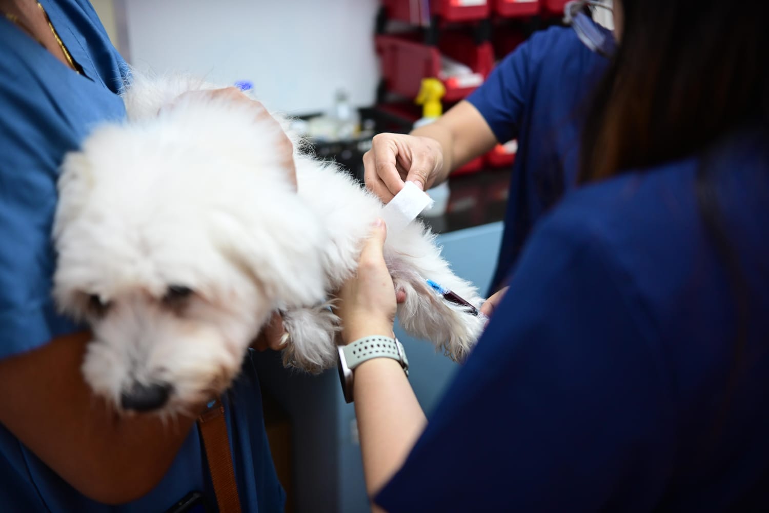 In-House Laboratory Tests at Estacion Animales Clinica Veterinaria