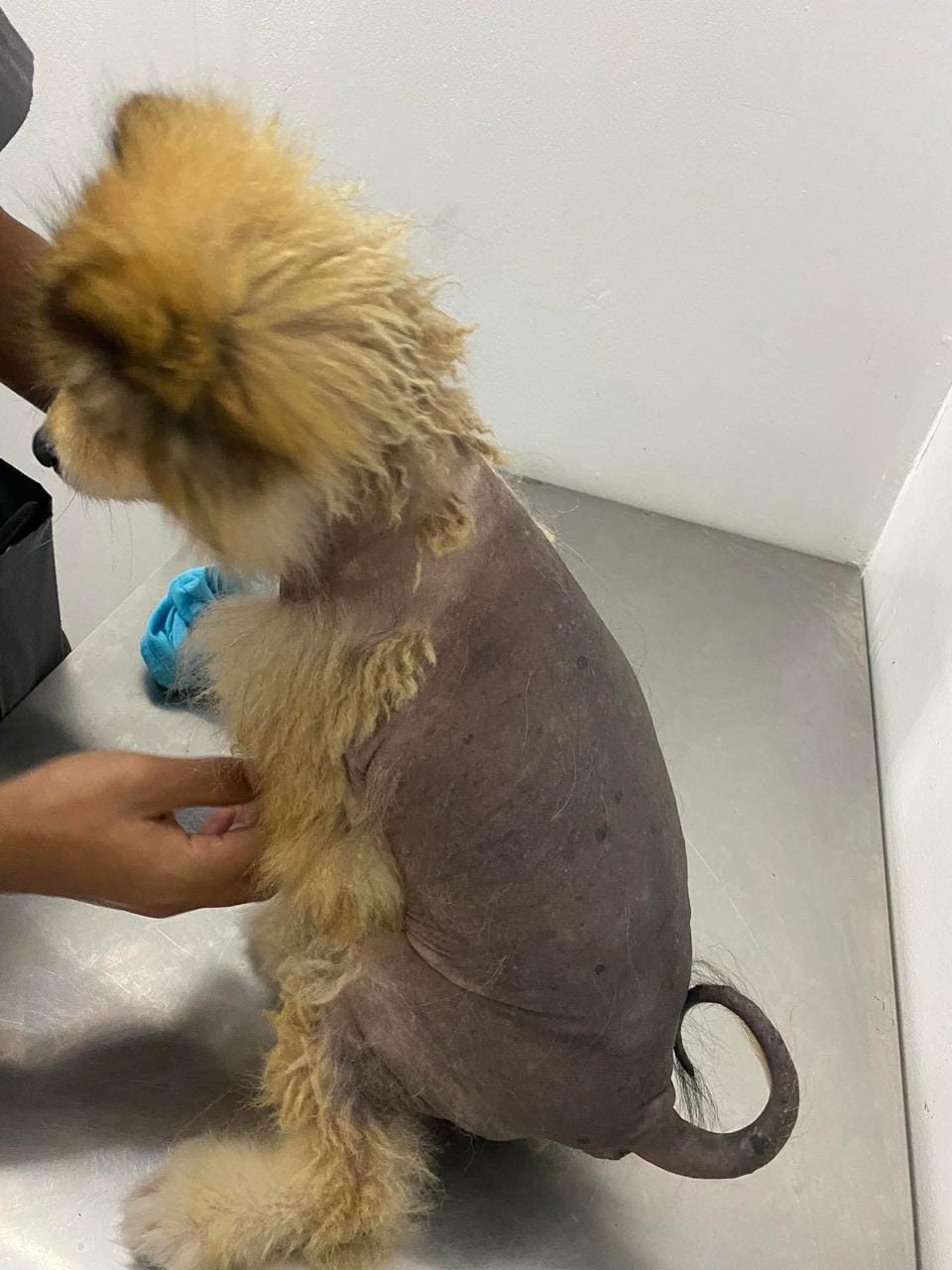 George the Pomeranian before treatment, coat affected by alopecia