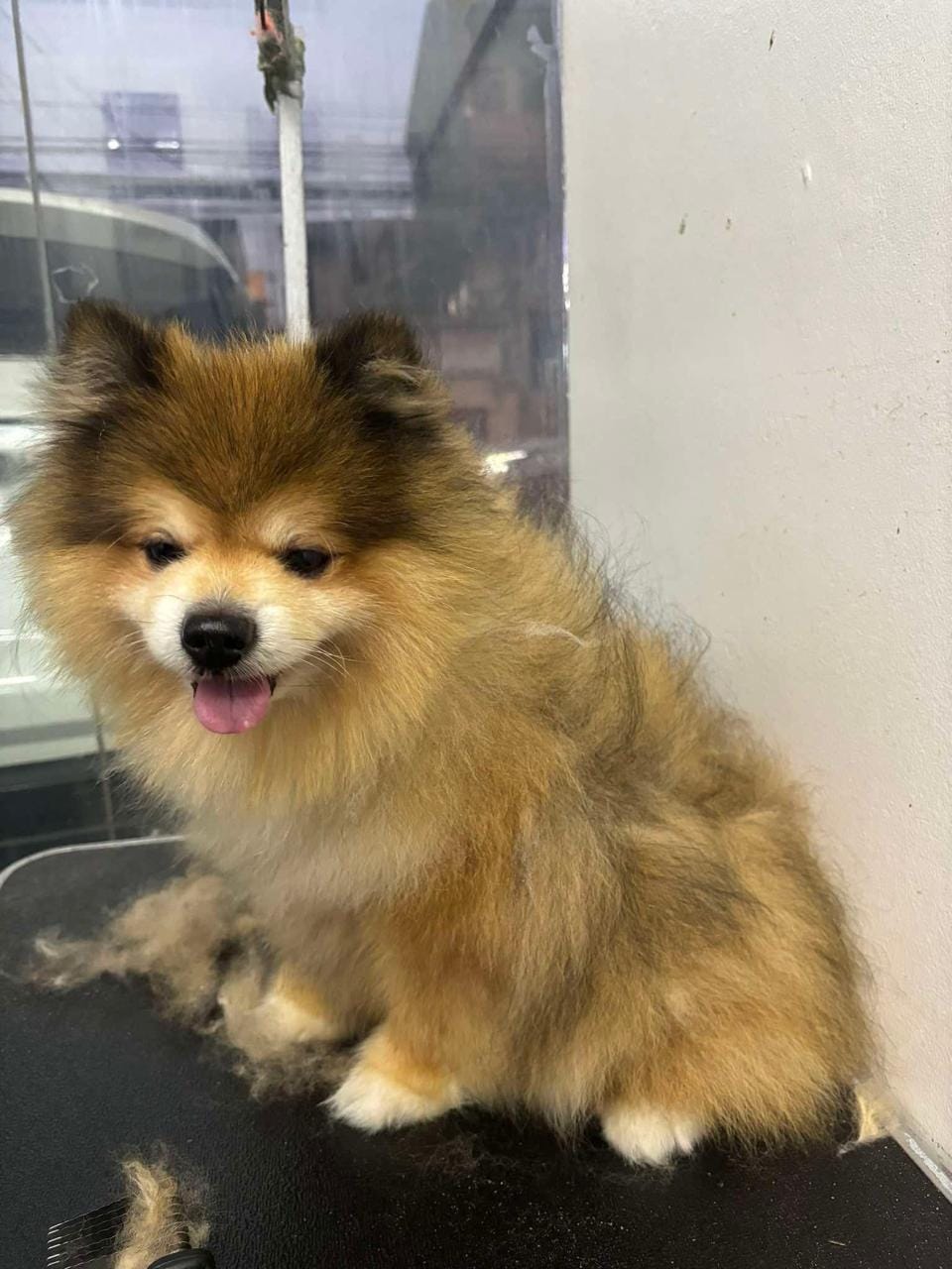 George the Pomeranian after tailored treatment plan, coat restored