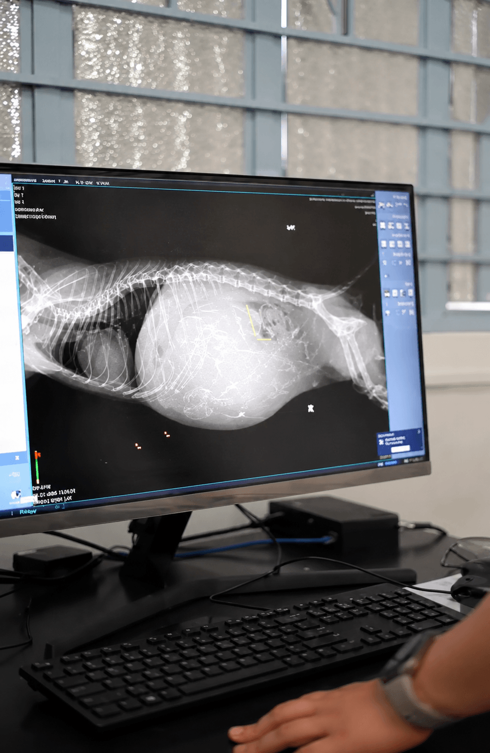 X-Ray at Estacion Animales Clinica Veterinaria