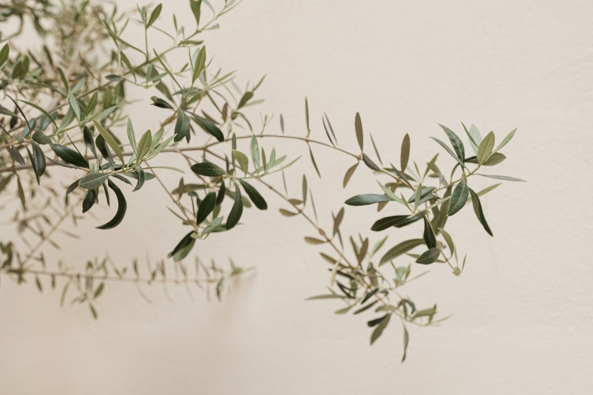 Branche d'olivier sur mur creme