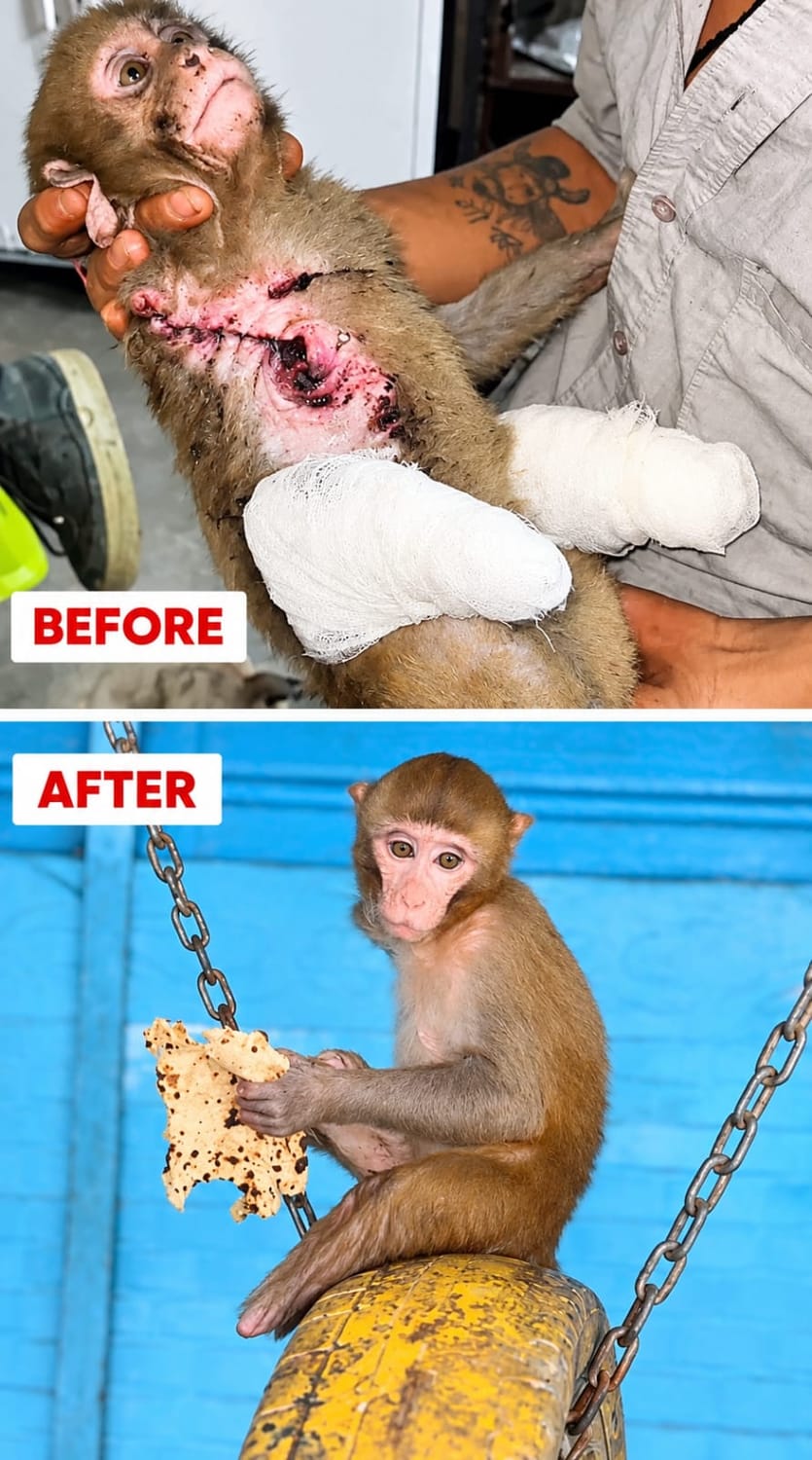 Aashiyana animal treatment in progress
