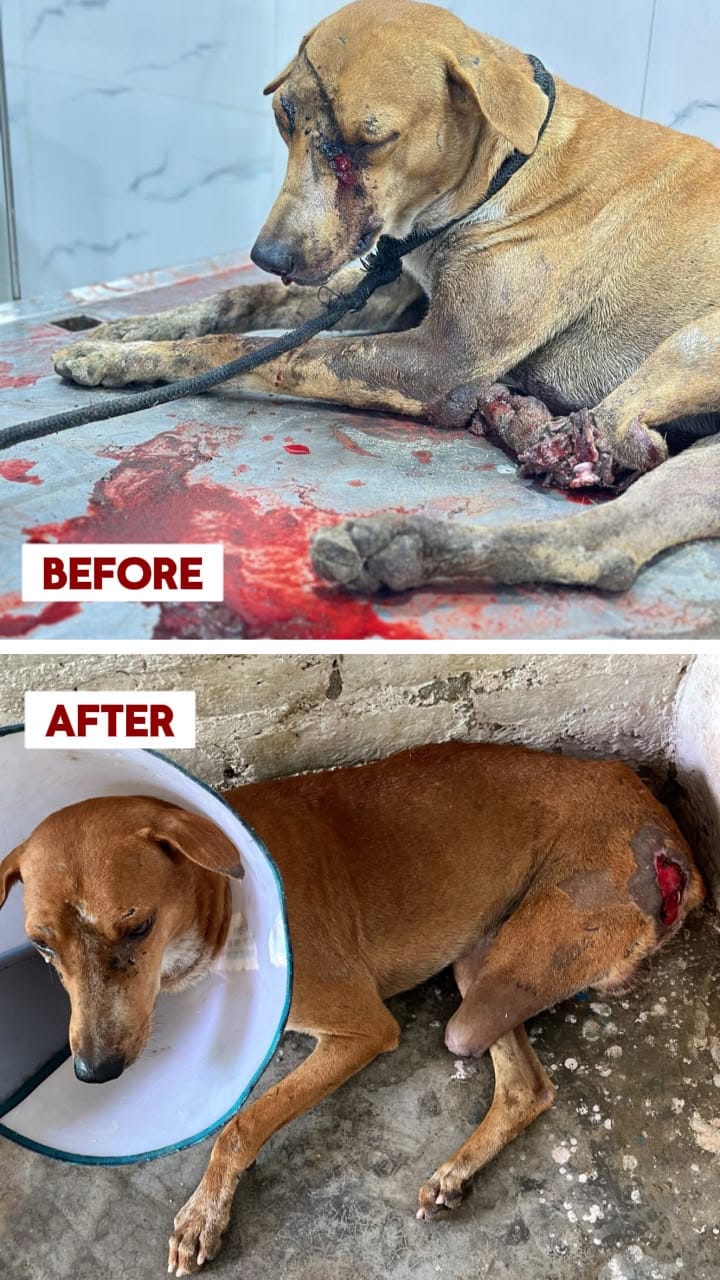 A rescued dog receiving care at Aashiyana