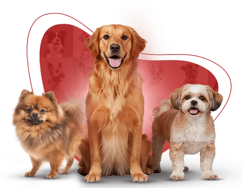 Pets felizes