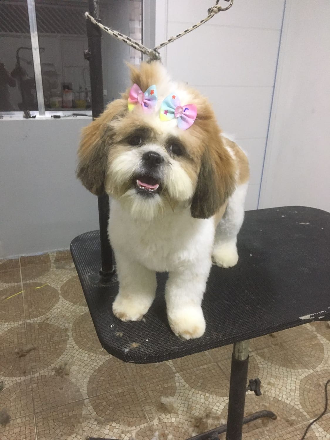 Banho e Tosa Piraporinha