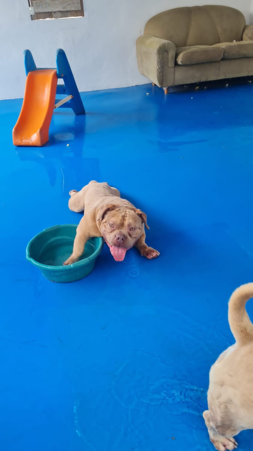Banho e Tosa Piraporinha