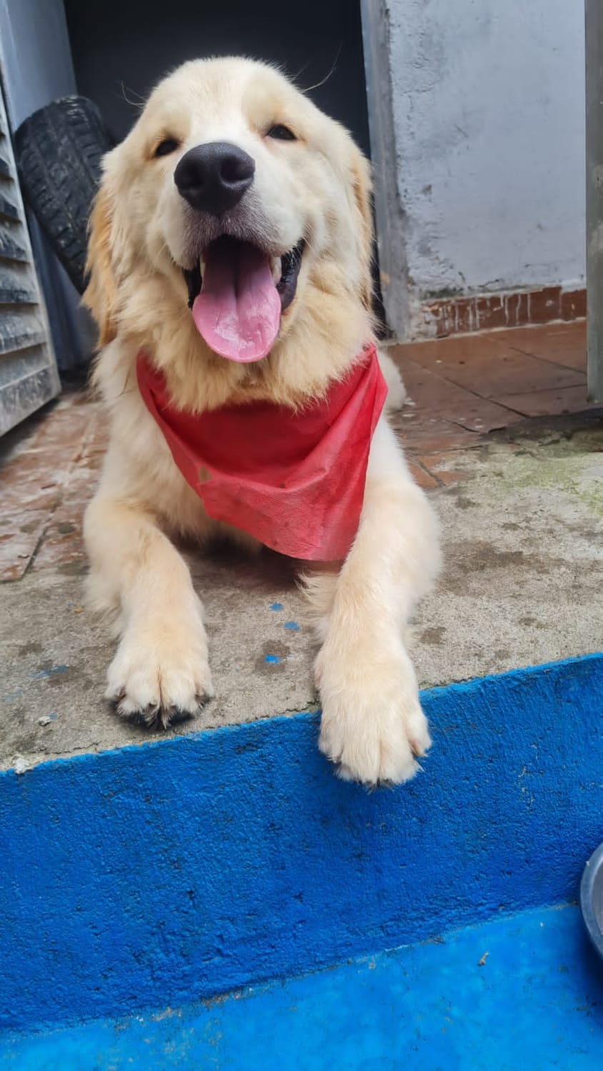 Banho e Tosa Piraporinha