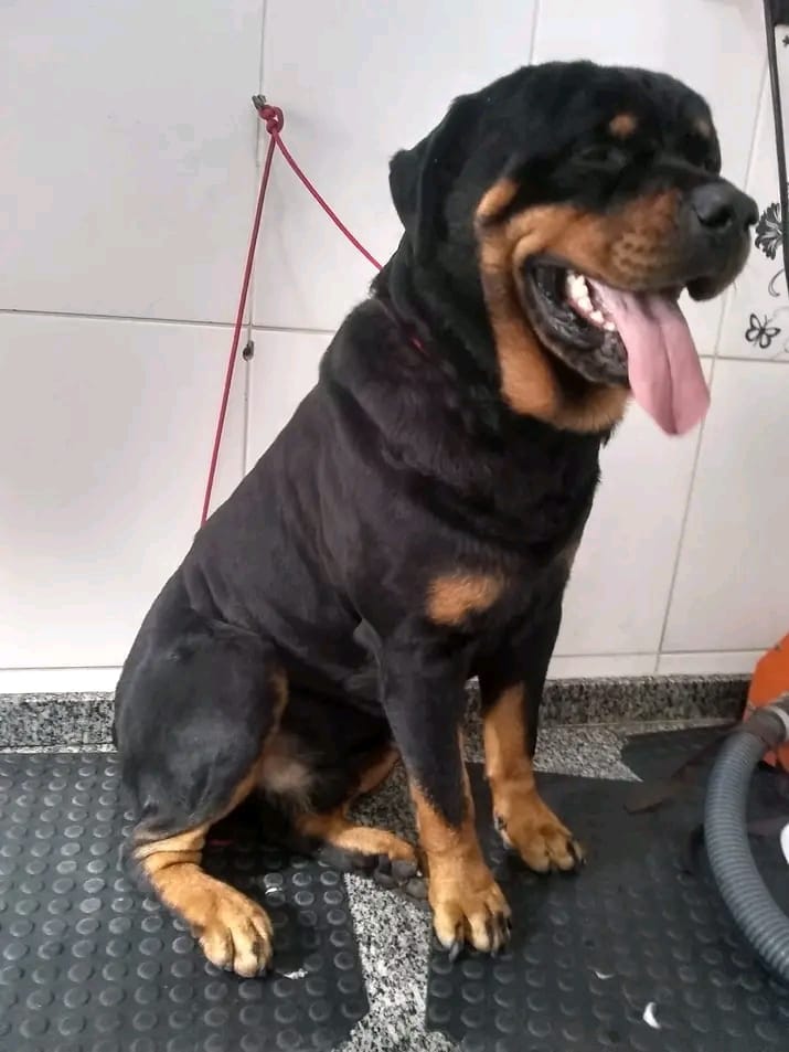 Banho e Tosa Piraporinha