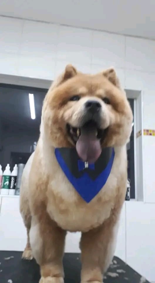 Banho e Tosa Piraporinha