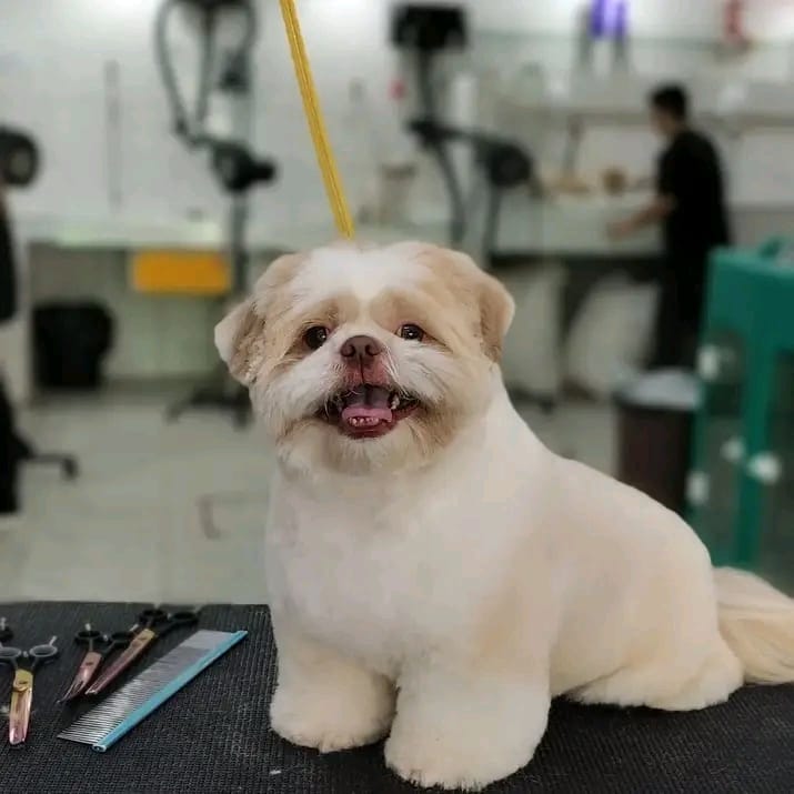 Banho e Tosa Piraporinha