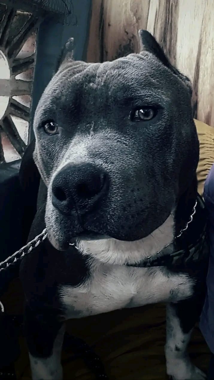Banho e Tosa Piraporinha