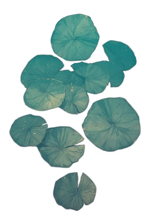 Decorative lily pads image