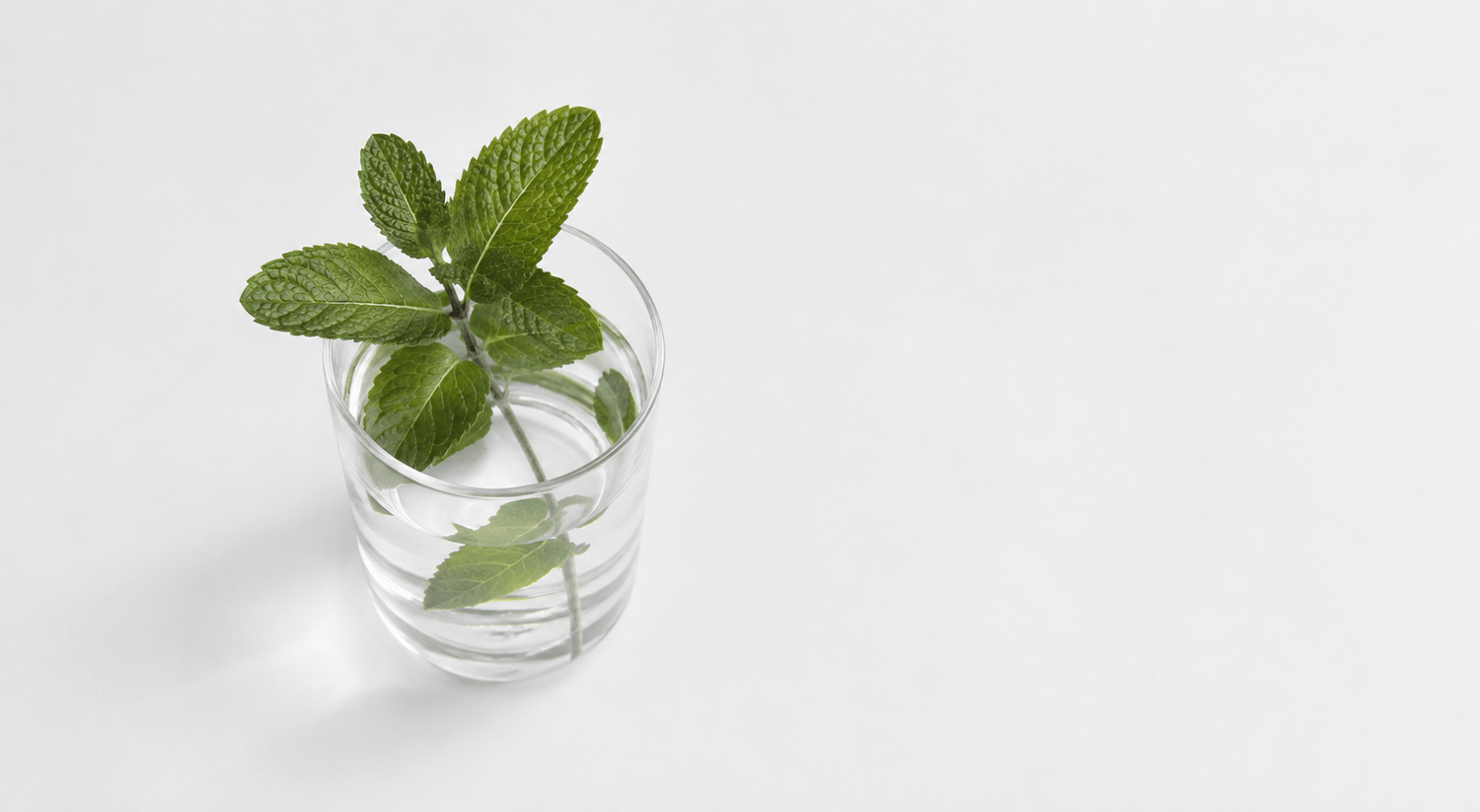 Verse muntblaadjes in een glas water