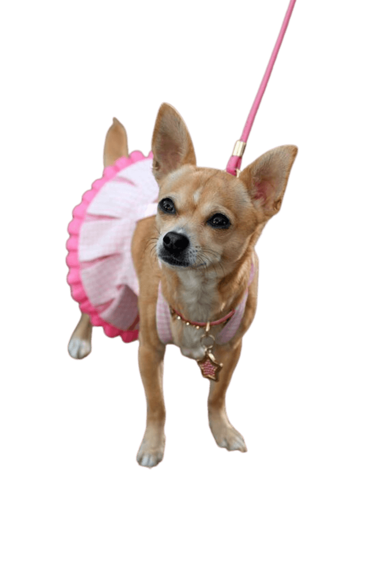 Bruiser con su pollerita rosa