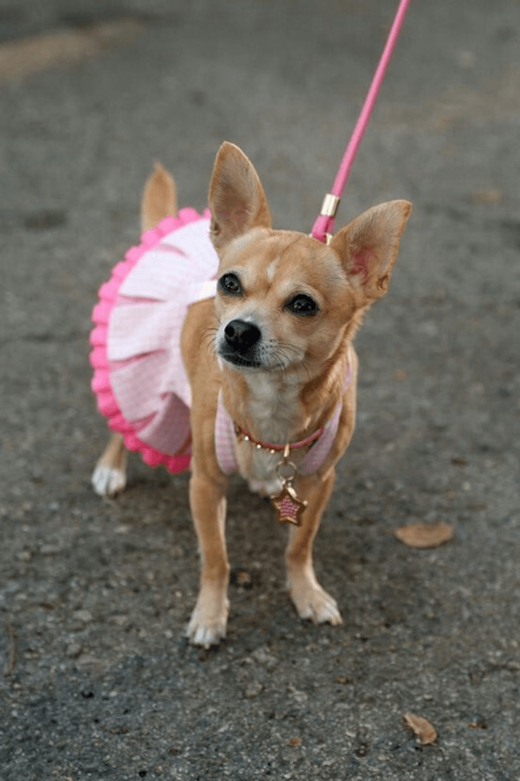 Bruiser, el chihuahua de Elle