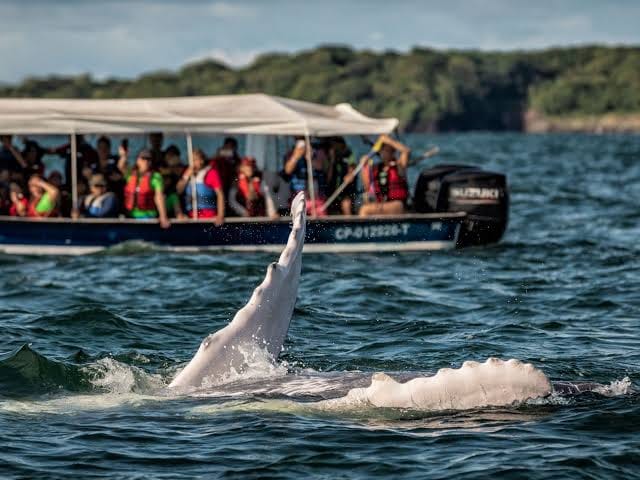 Avistamiento de ballenas jorobadas, Bahía Málaga - Turismo Sin Fronteras