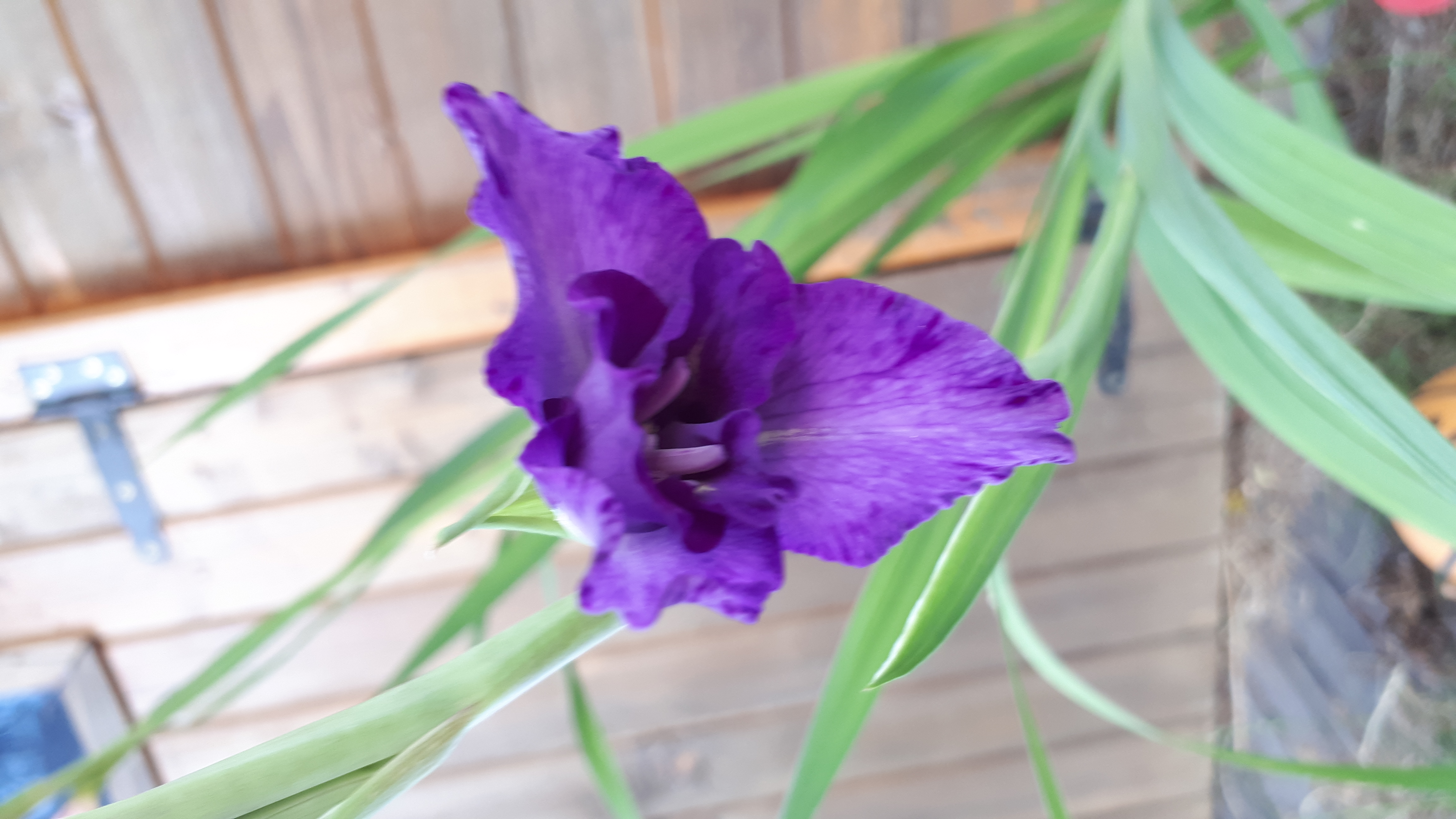 fleurs