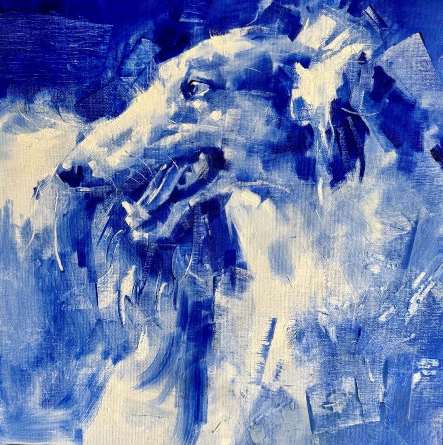 Lévrier Bleu