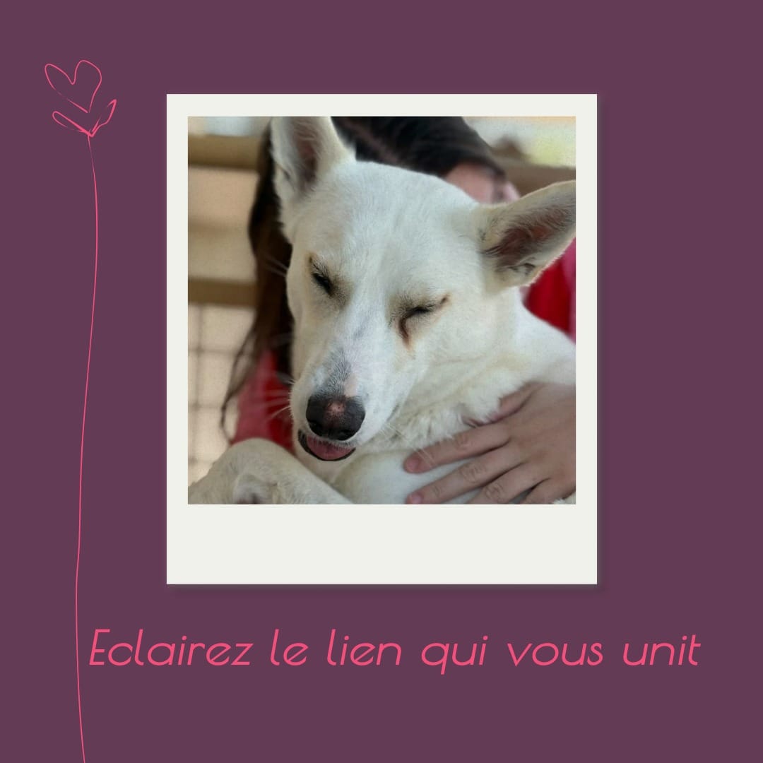Chien et humain — Éclairez le lien qui vous unit