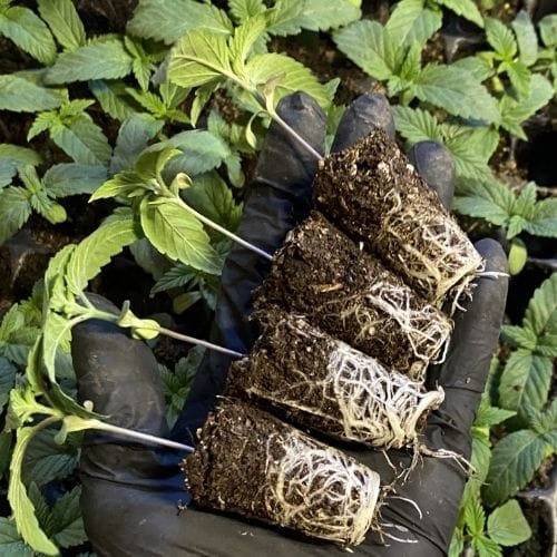 Plantines BSOD74 - Billy Seeds