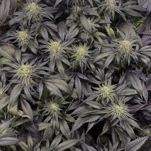 BSOD74 cogollos - Billy Seeds