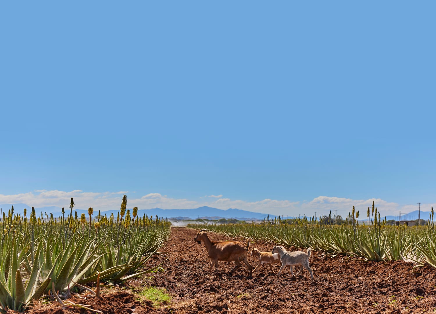 Champs d'Aloe Vera Forever Living Products