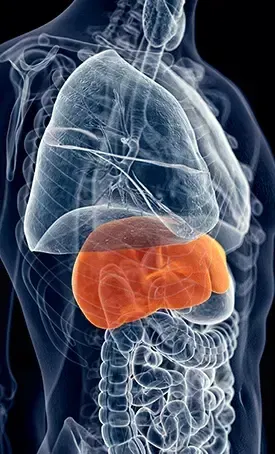 Hepatoburn Scientific Research