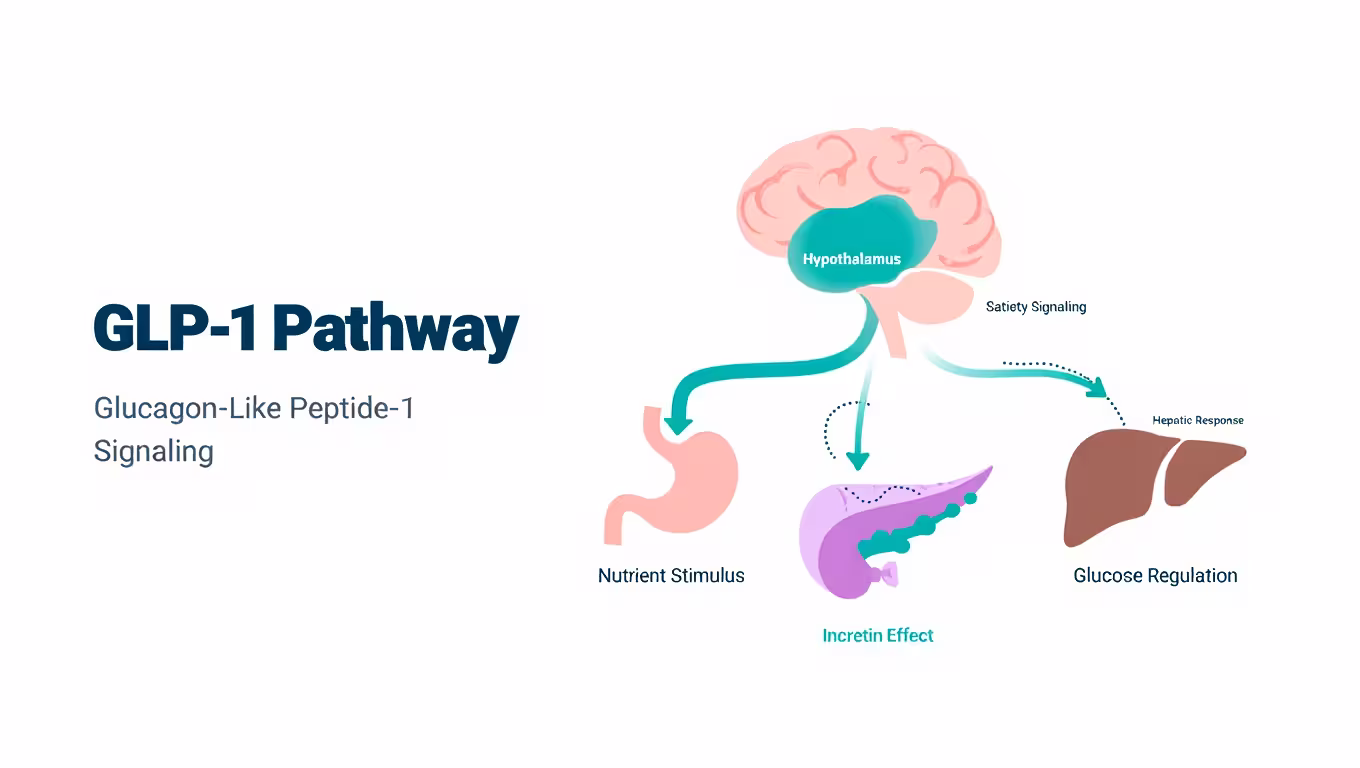 GLP-1 pathway