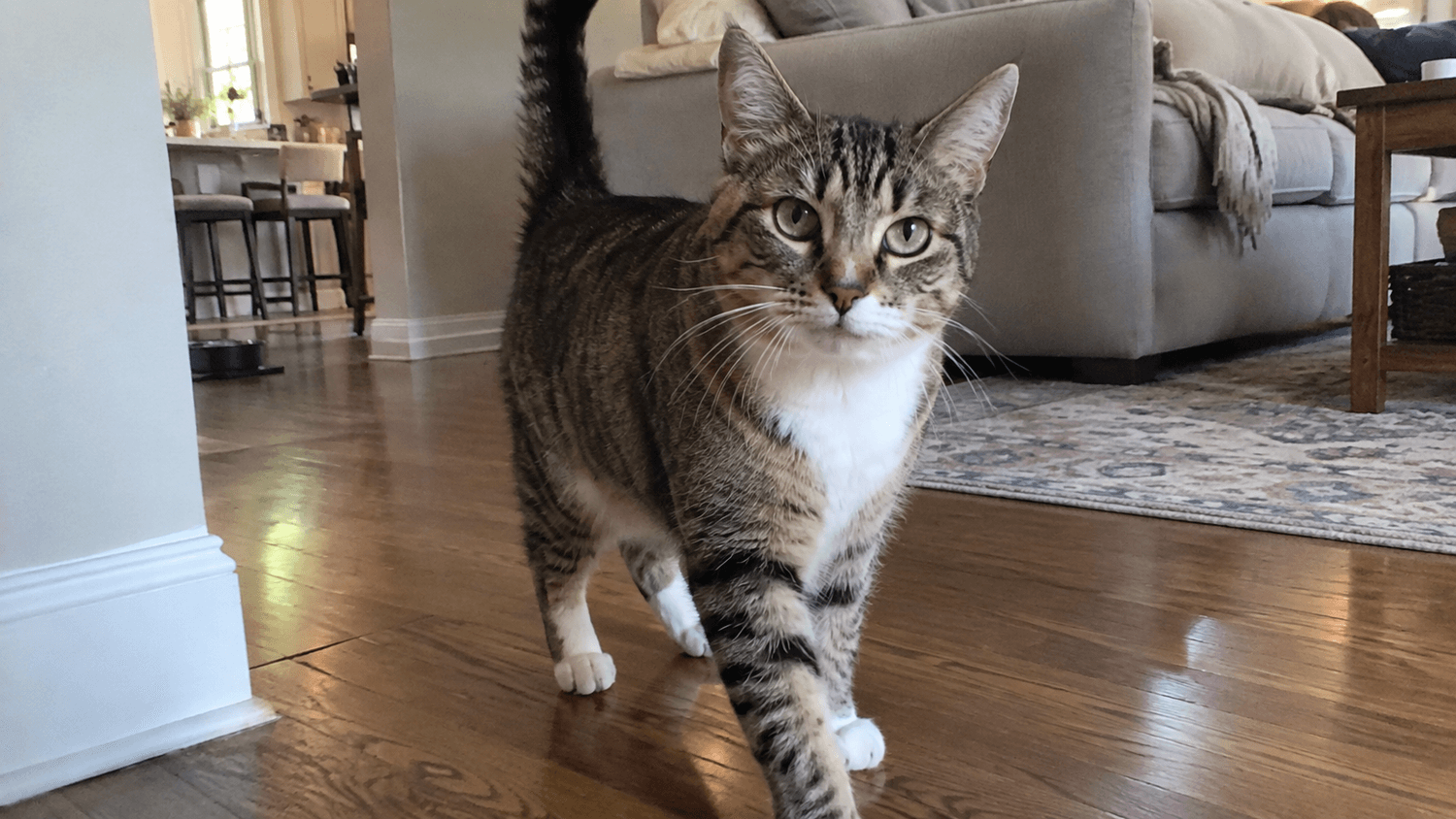 A cat at a healthy weight