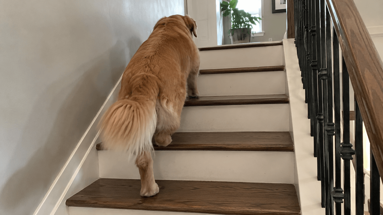 A dog taking the stairs again