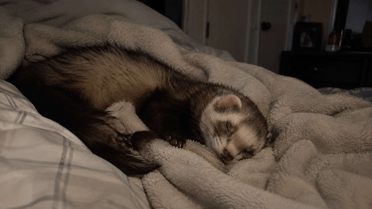 A pet sleeping through the night