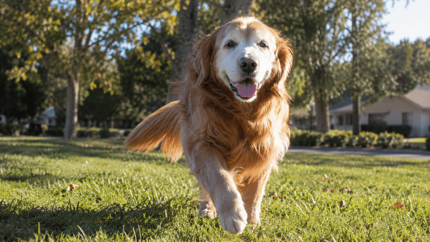 A senior dog running, thick coat