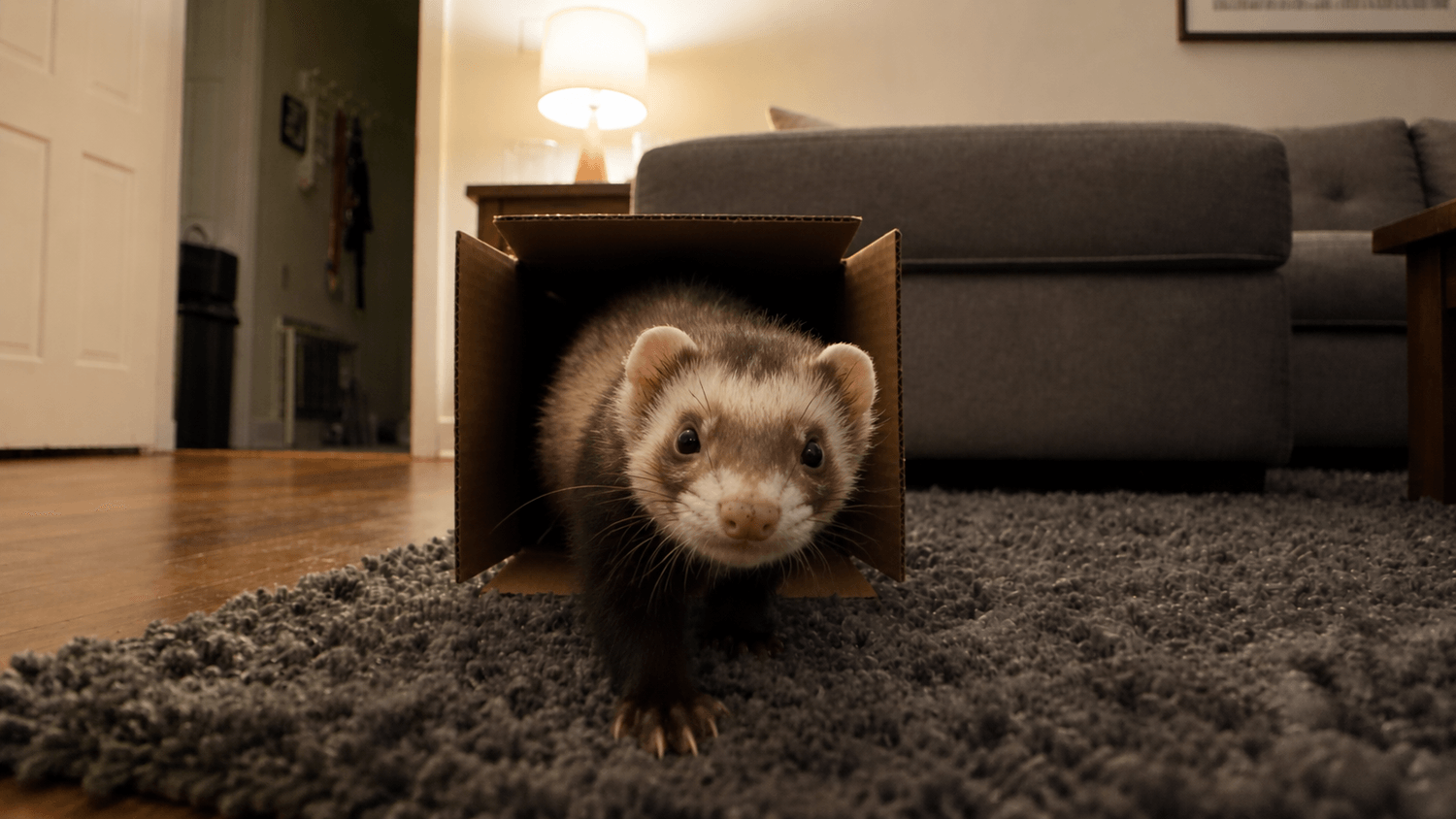 Firo, the ferret