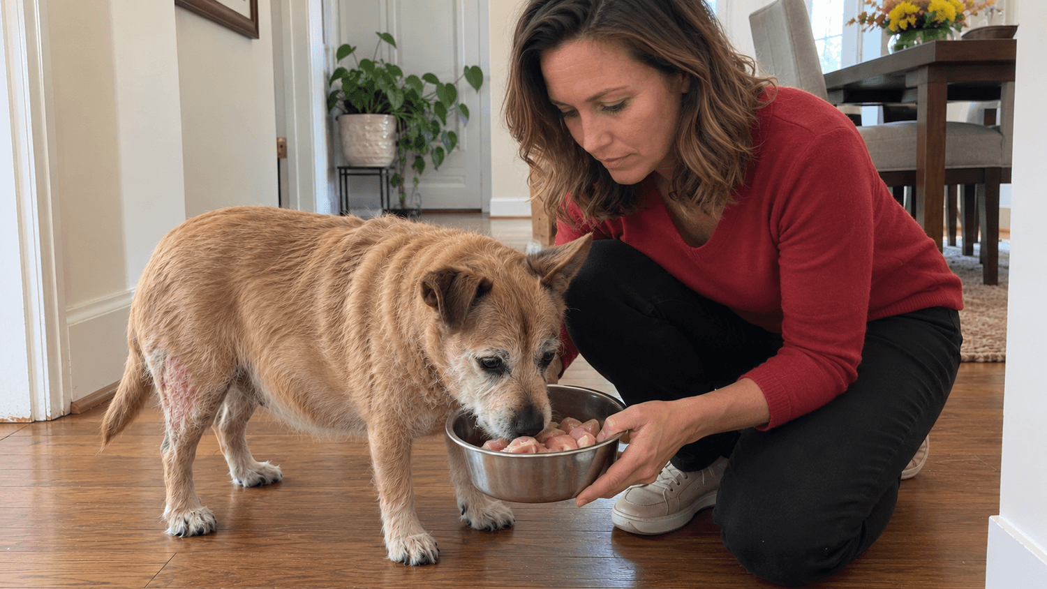 Barbara Larson feeding Sandy his first raw meal