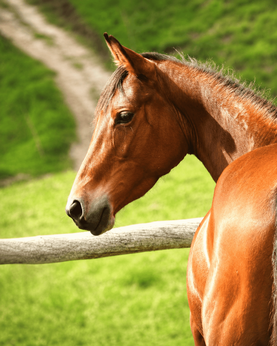 Retrato de caballo de Acabayu