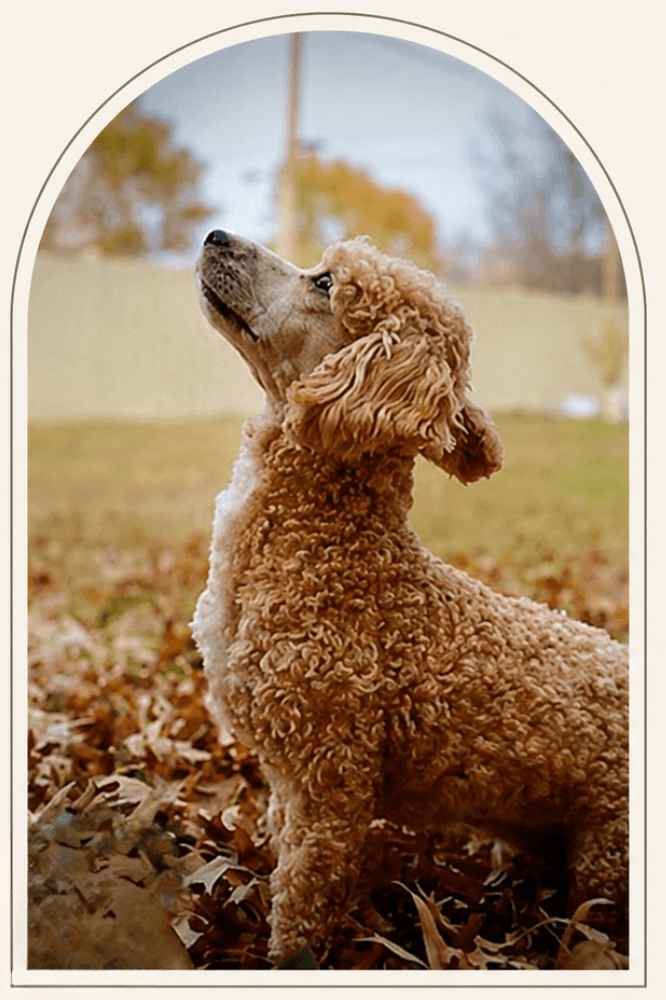 Miniature poodle looking up with its nose in the air