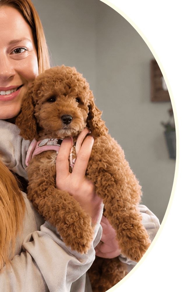 KDK puppy being held by a member of its new family