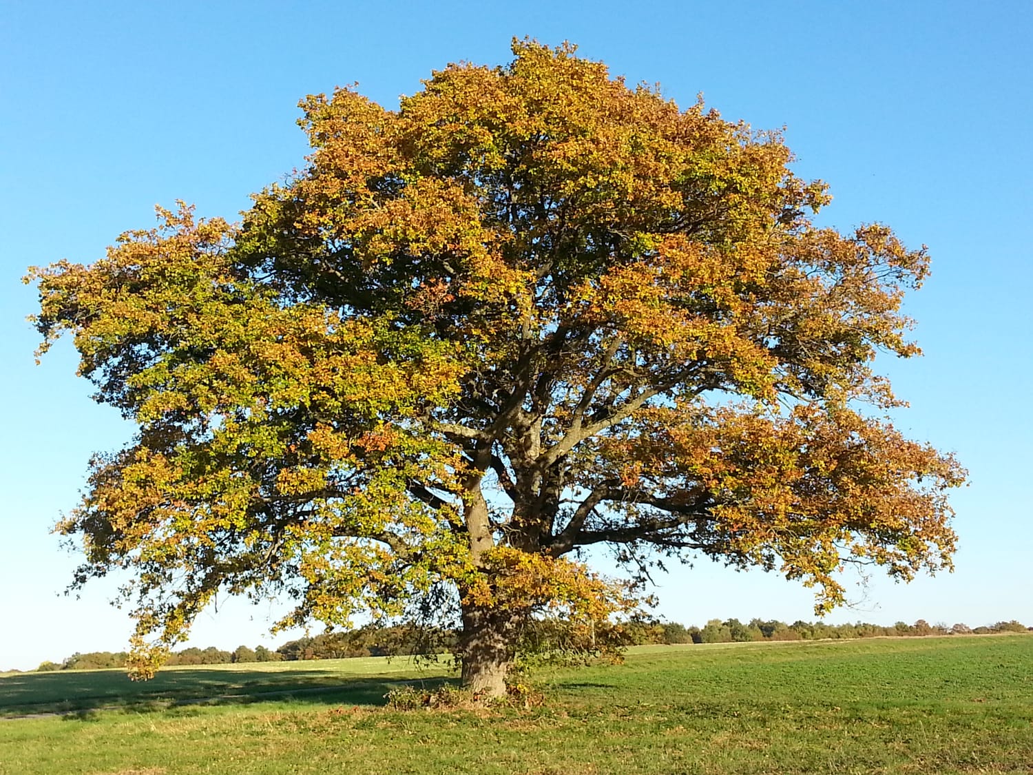 Un grand arbre dans un champ, symbole de racines et de croissance