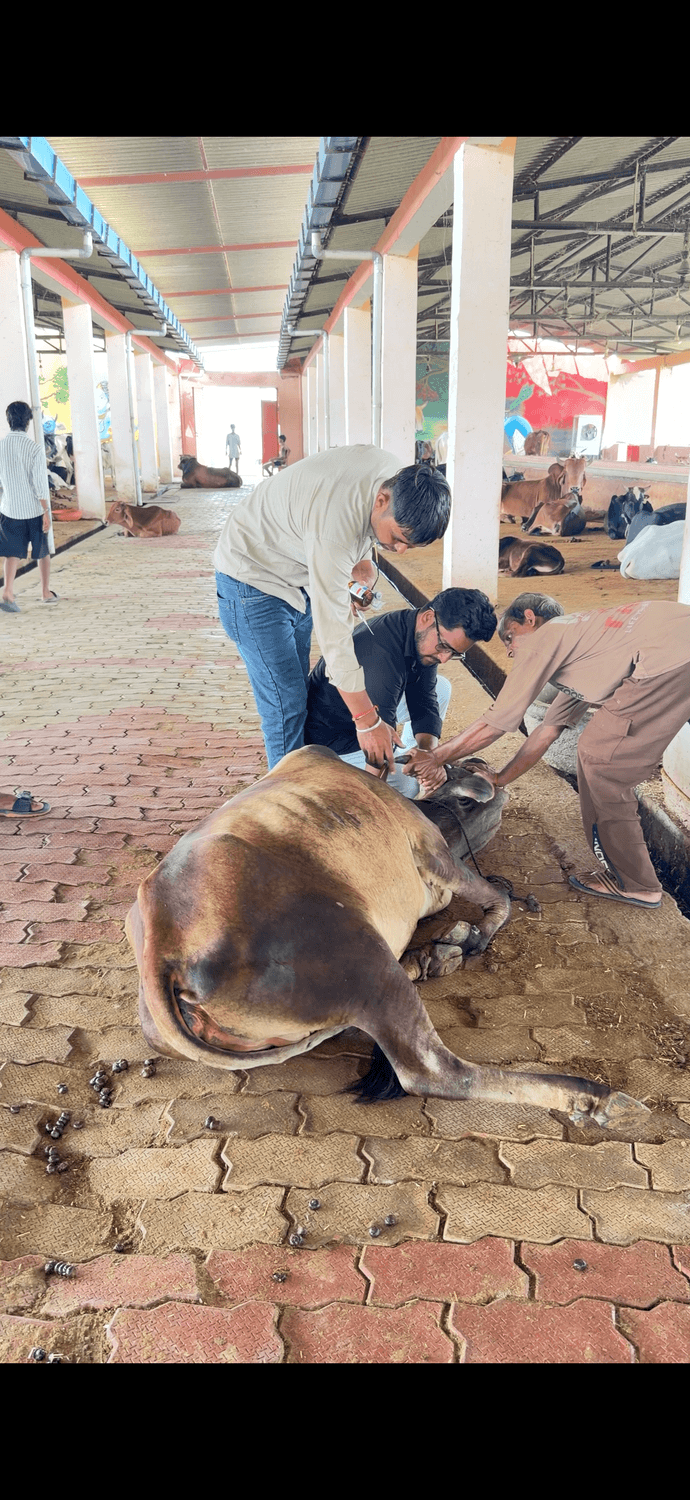Team members providing medical attention to an animal