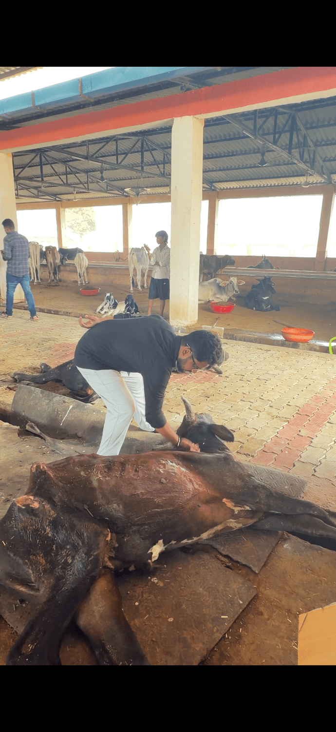 Animal receiving treatment from the Hungry Animals Feeding team