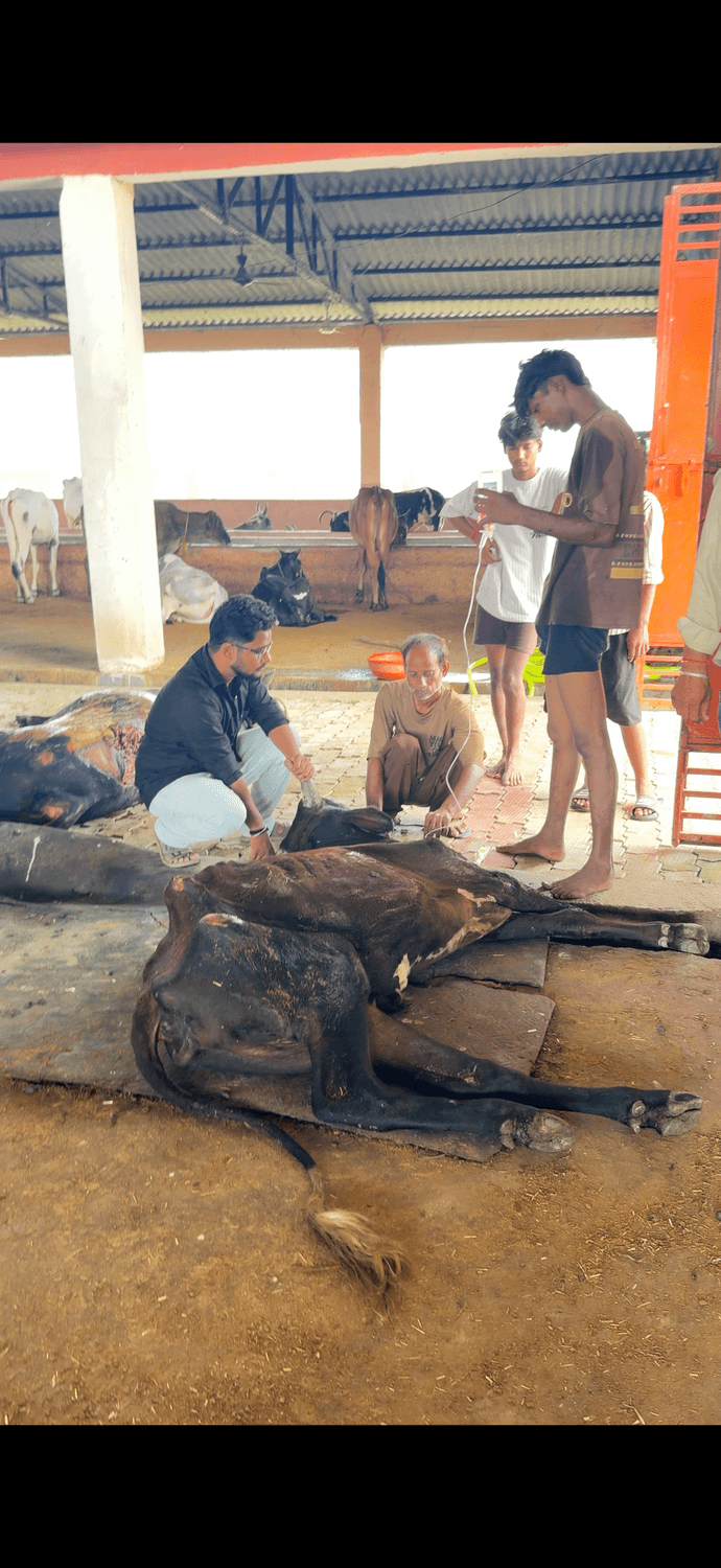 Hungry Animals Feeding team treating an injured animal