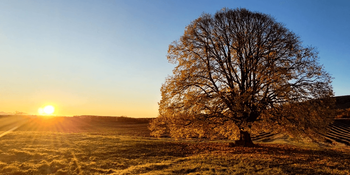 Paysage vallonné, arbre et coucher de soleil