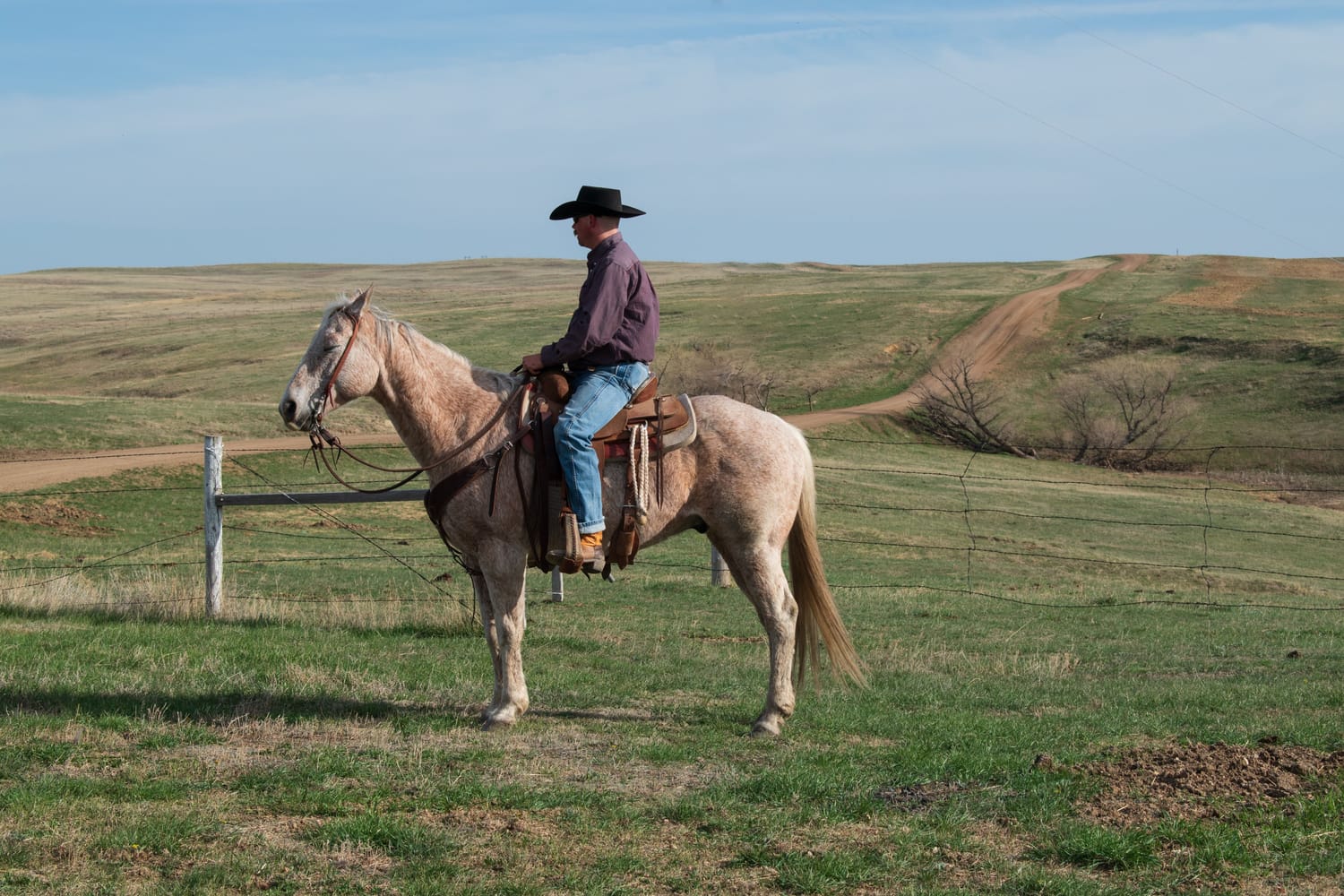 Jeremiah Fleming working cattle