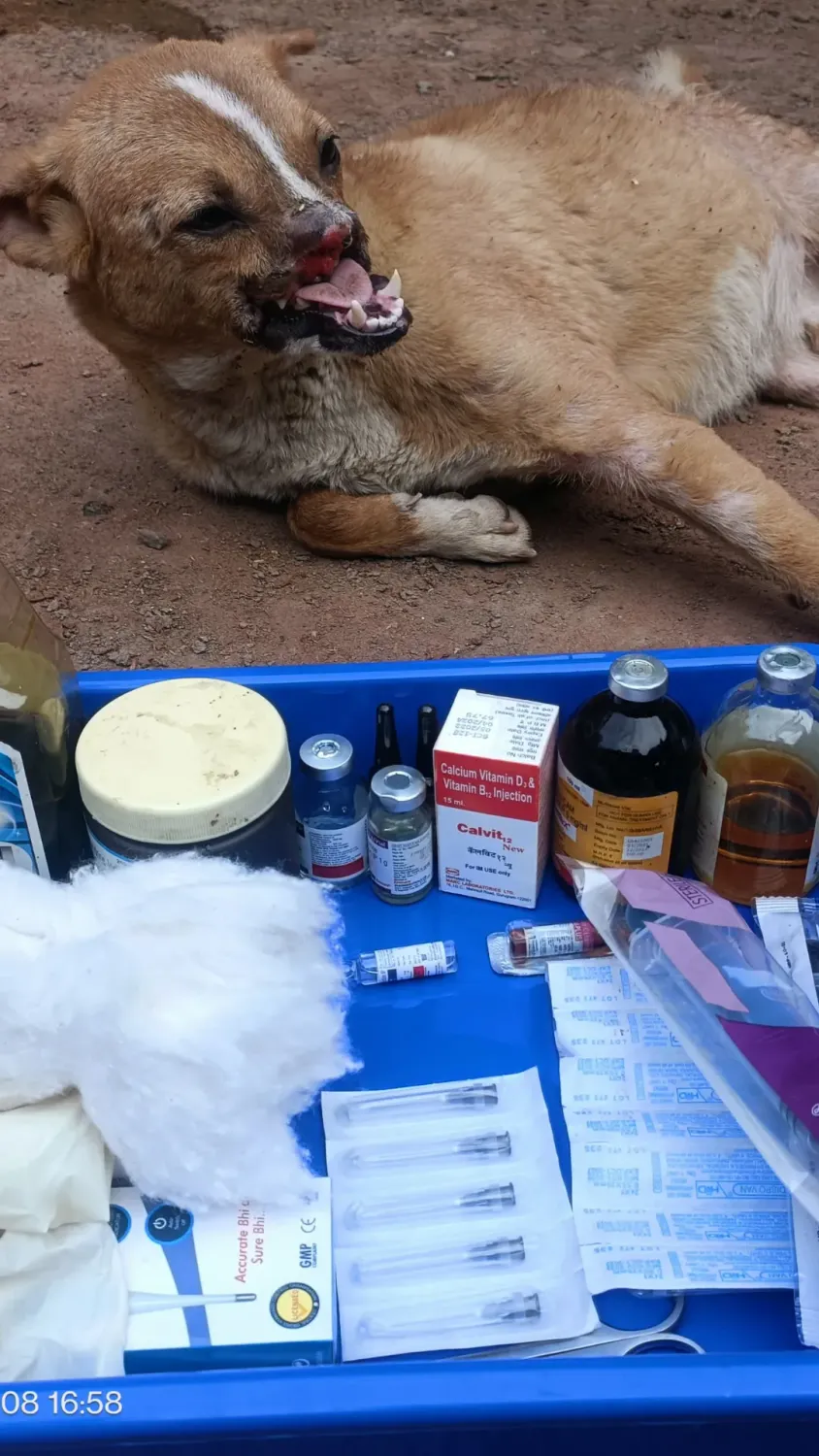Injured dog beside medicines and treatment supplies